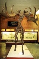 Скелет древнего оленя в палеонтологическом музее в Москве.jpeg title=